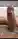 Blits
