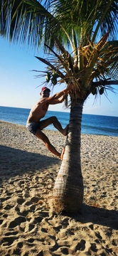 Pinus